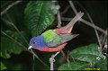 _0SB2365 painted bunting